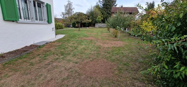 Unregelmässig brauner Rasen mit trockenen, braunen Flecken und grünem Rand im privaten Garten