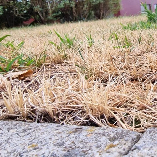 Bild eines braunen Rasens der repariert werden sollte